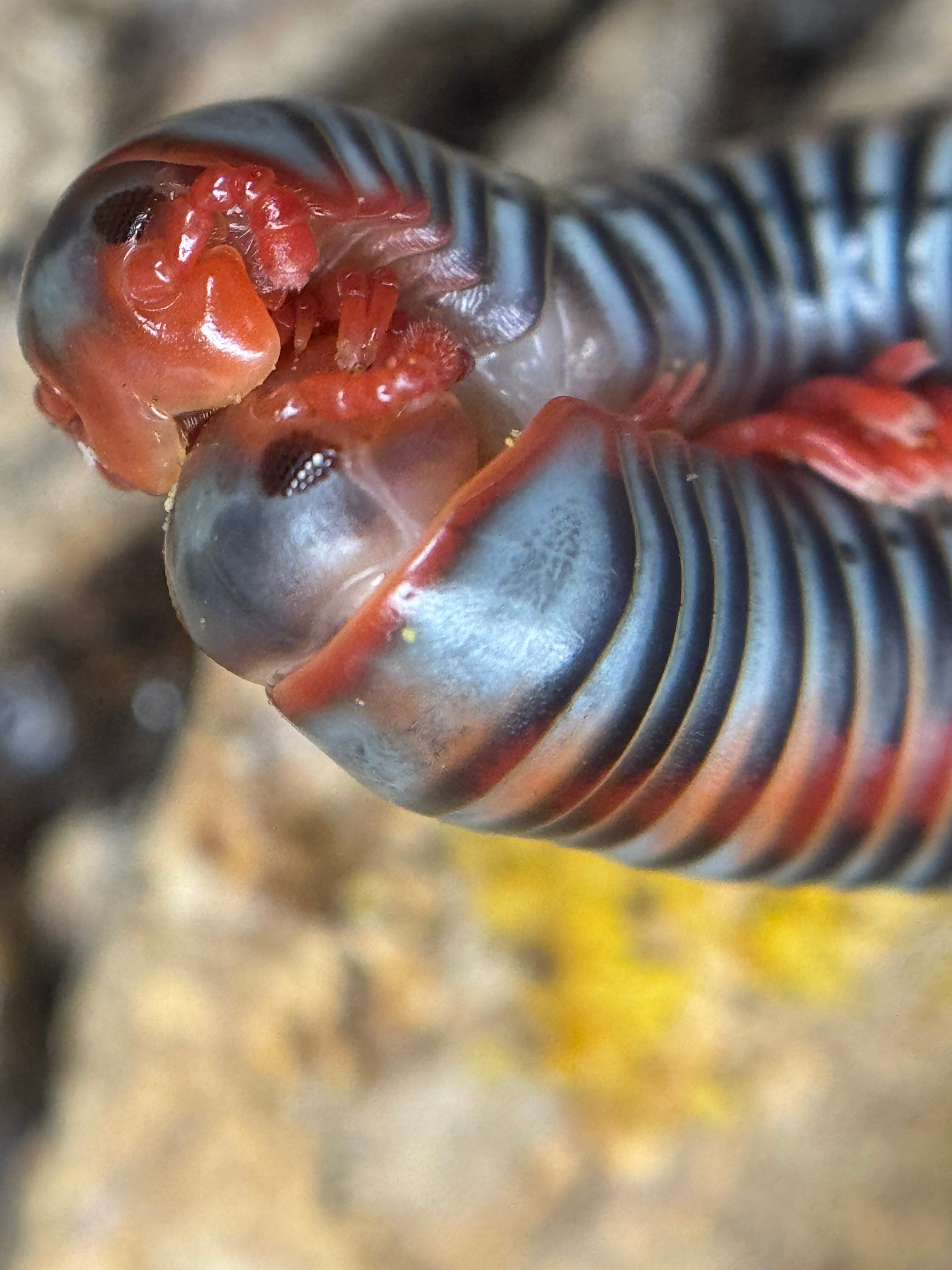 Millipedes
