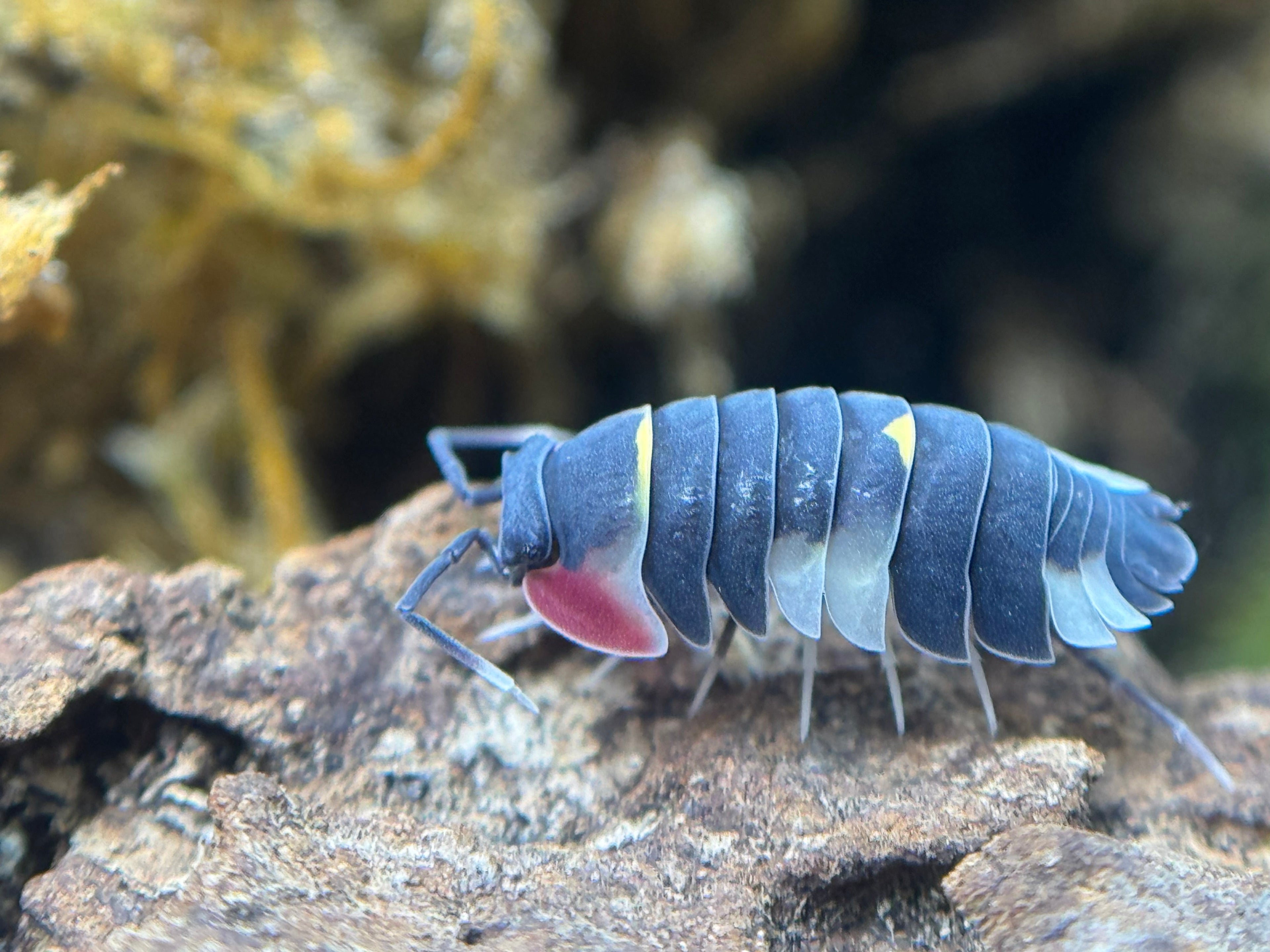 Isopods