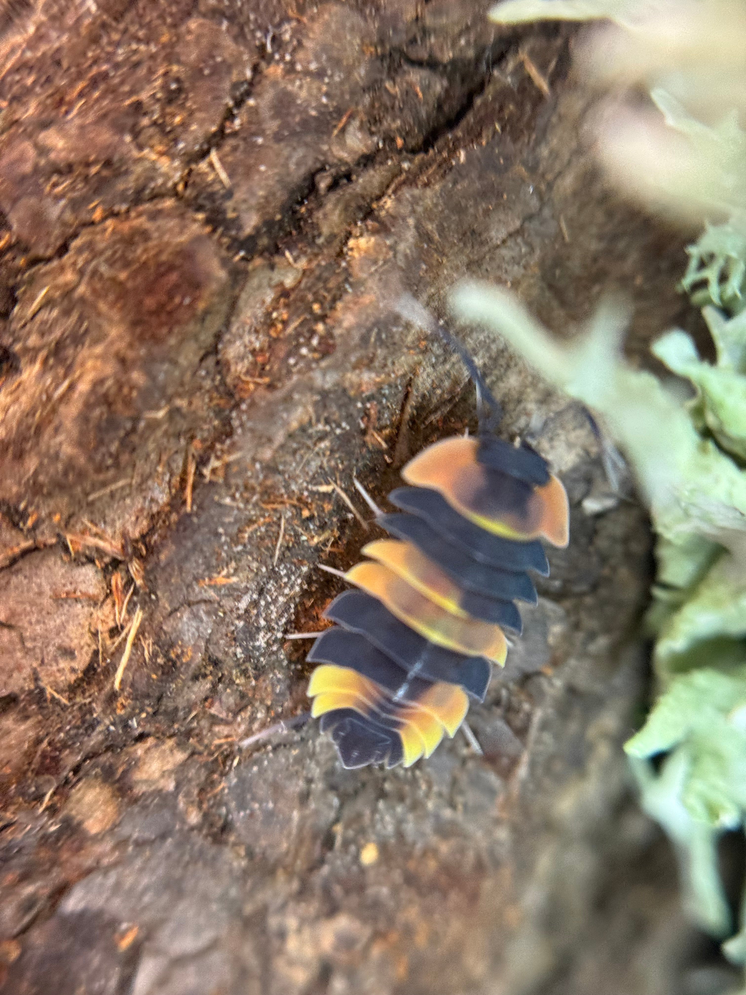 Ardentiella beacolor