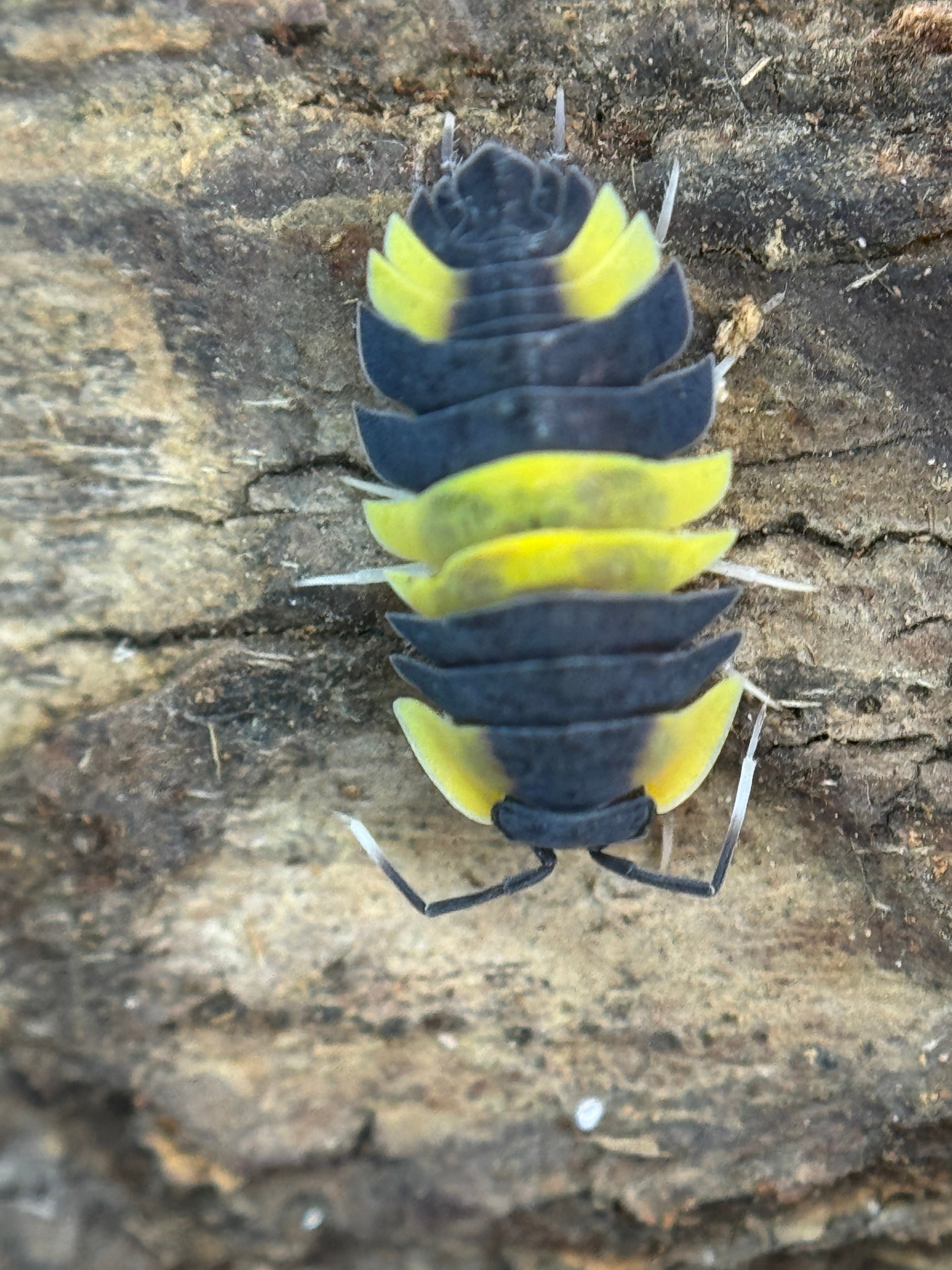 Ardentiella beacolor