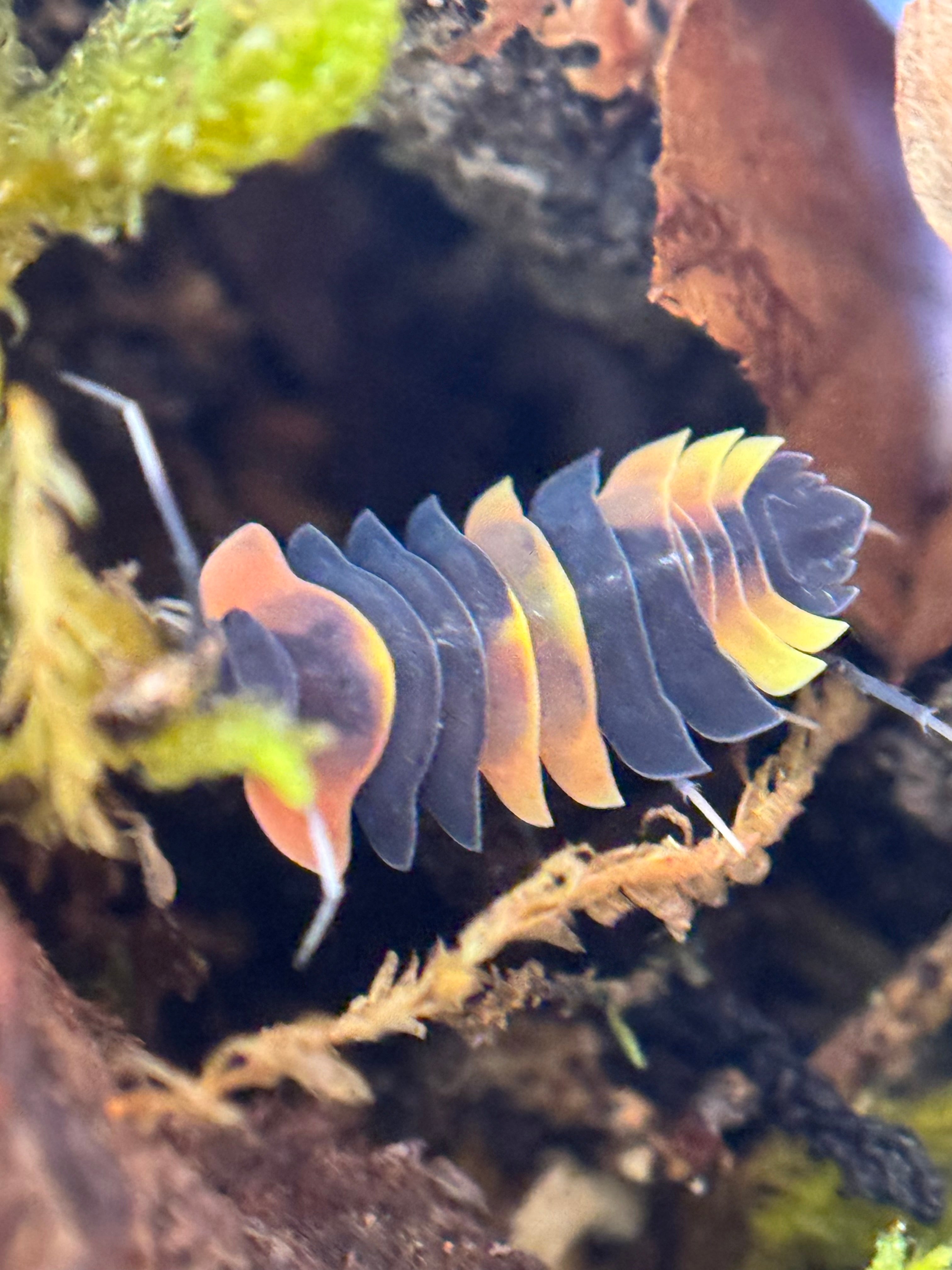 Ardentiella beacolor
