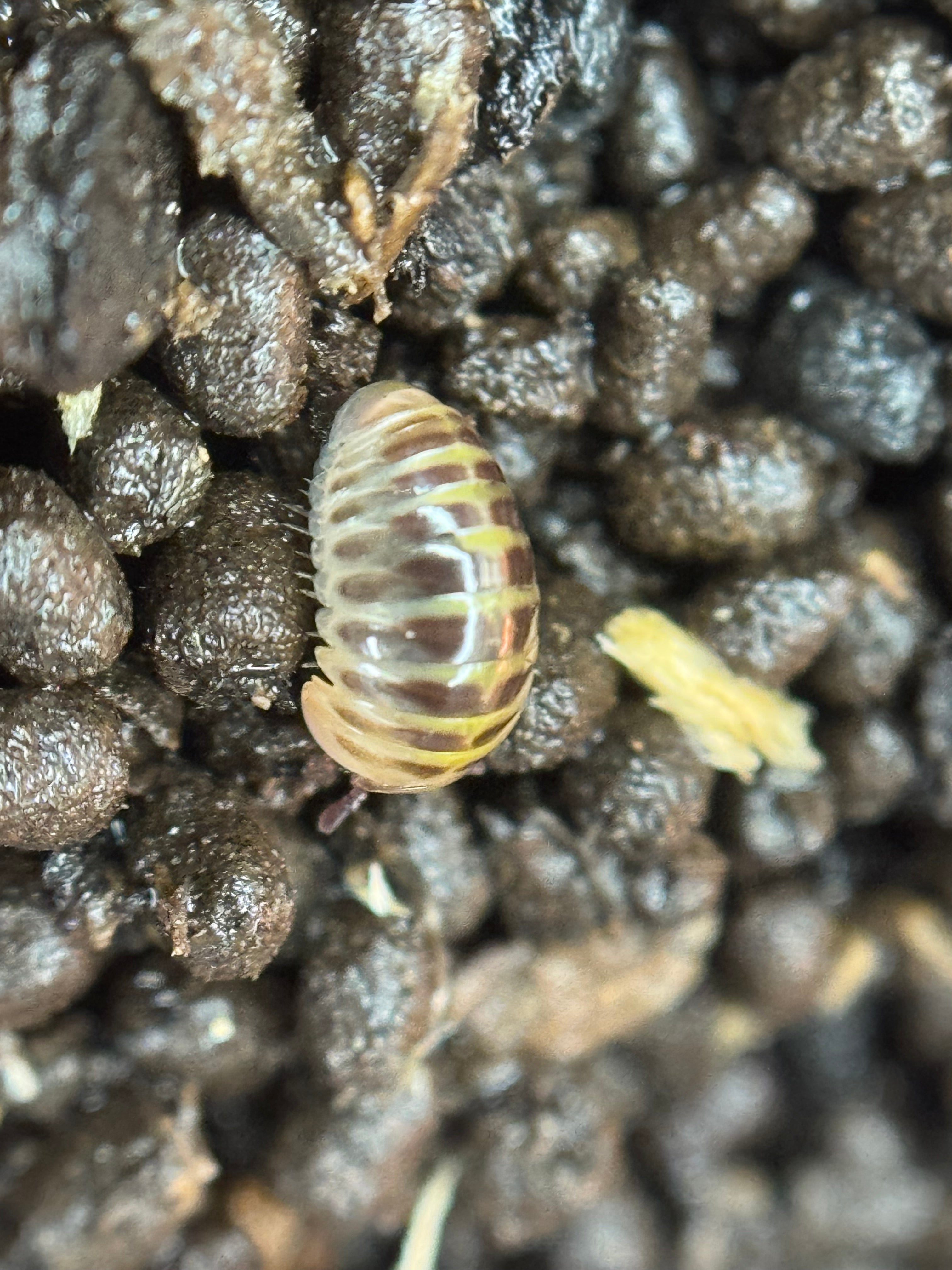 Rhopalomeris Carnifex