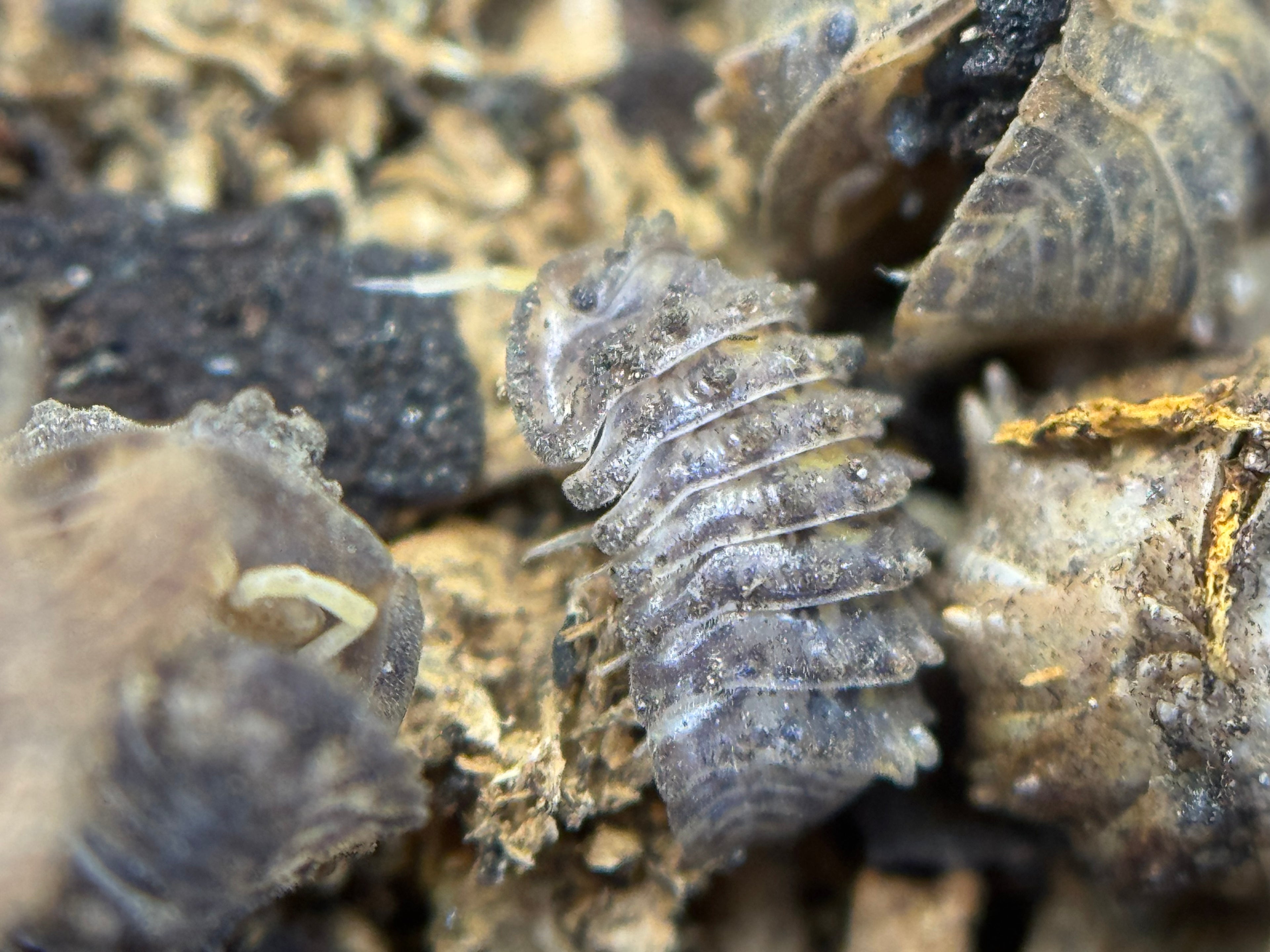 Isopoda Crocodillo