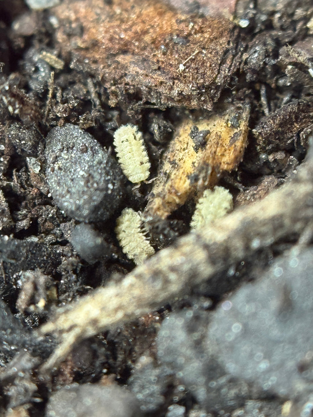 Isopoda Qilin