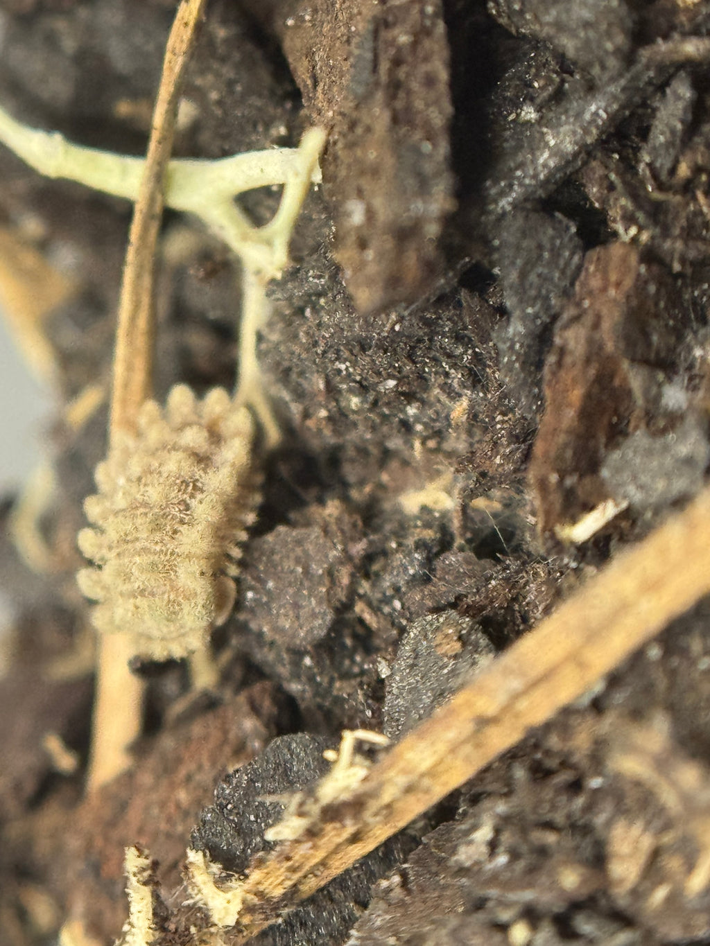 Isopoda Qilin