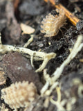 Isopoda Qilin