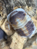 Cubaris cappucino