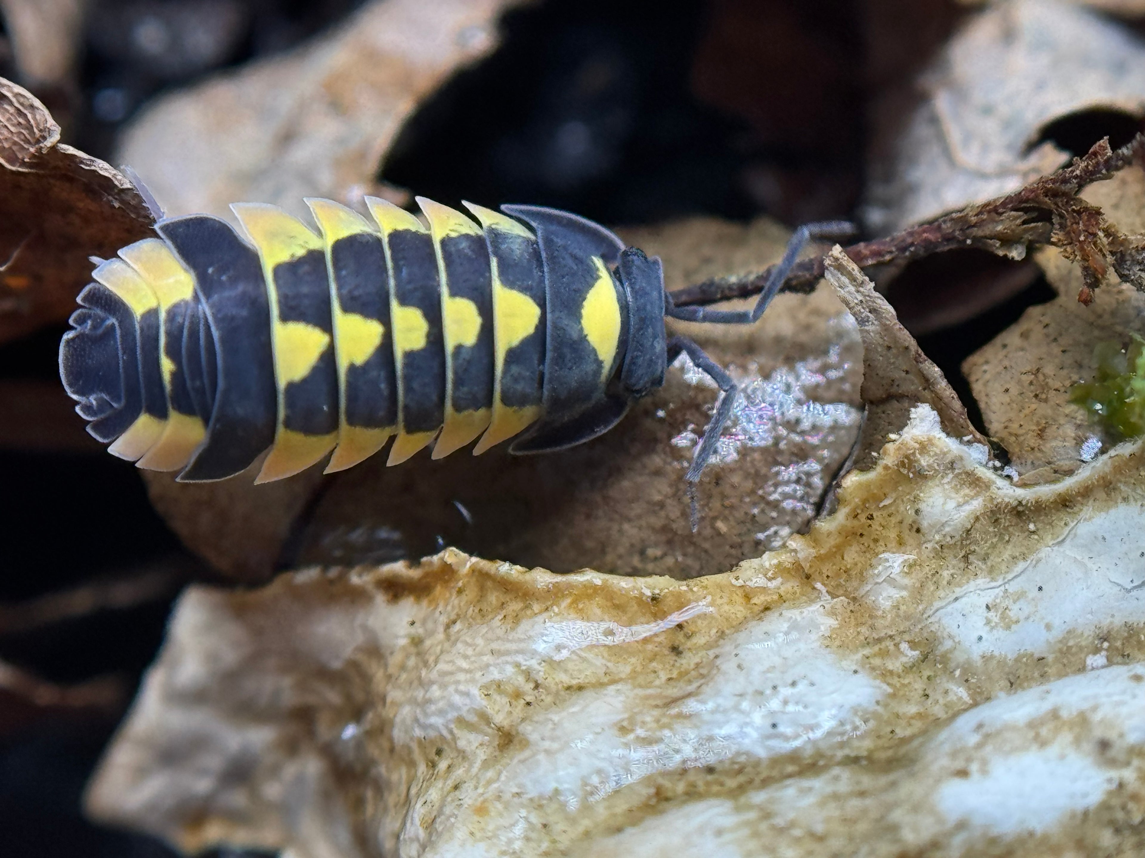 Ardentiella Yellow Hornet