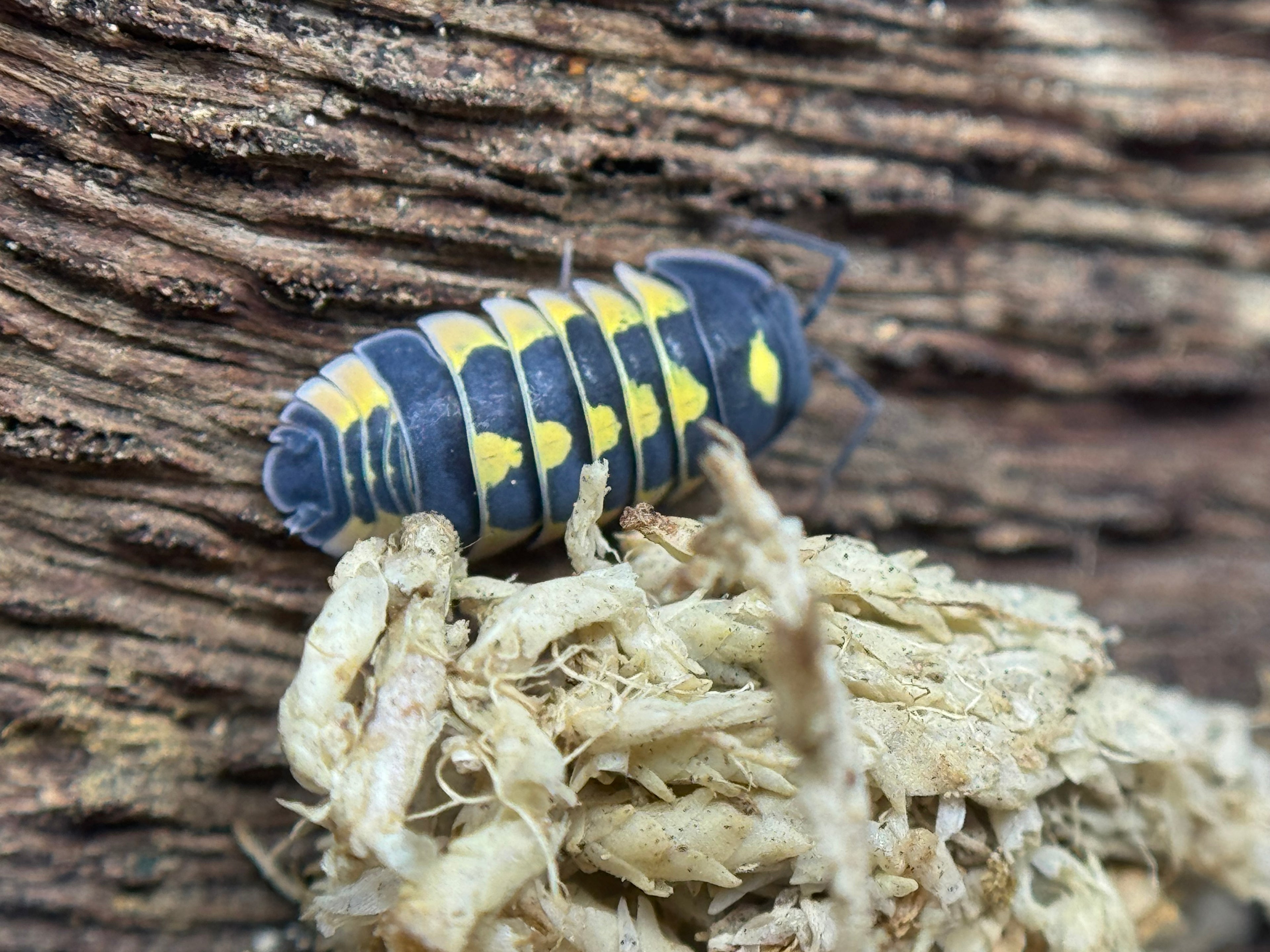 Ardentiella Yellow Hornet