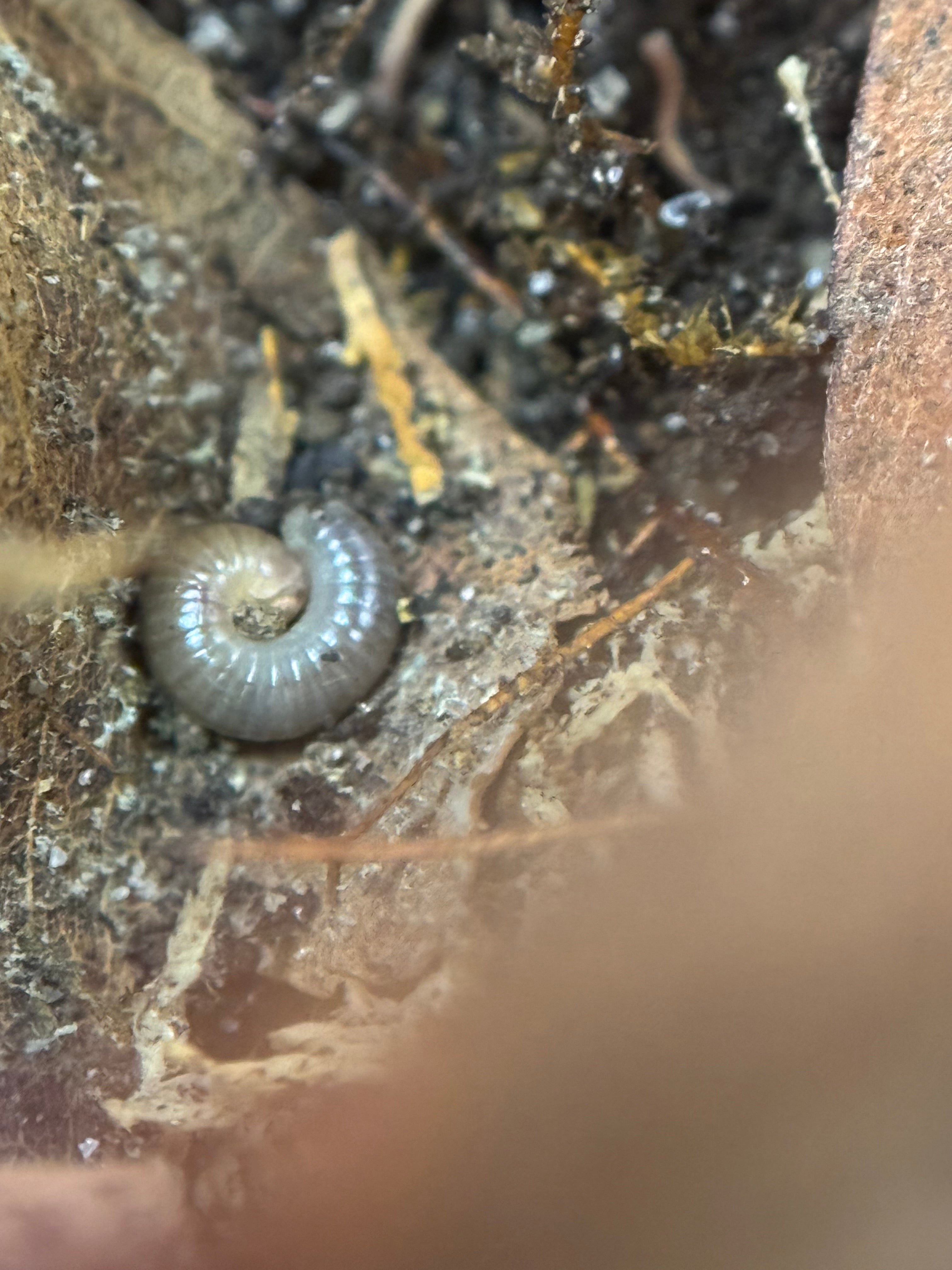 Atopochetus Dollfusi