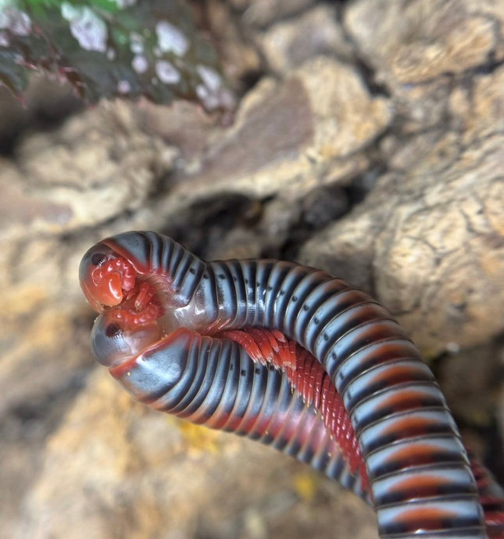 Atopochetus Dollfusi