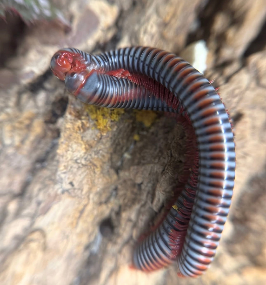 Atopochetus Dollfusi