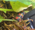 Ardentiella Blister