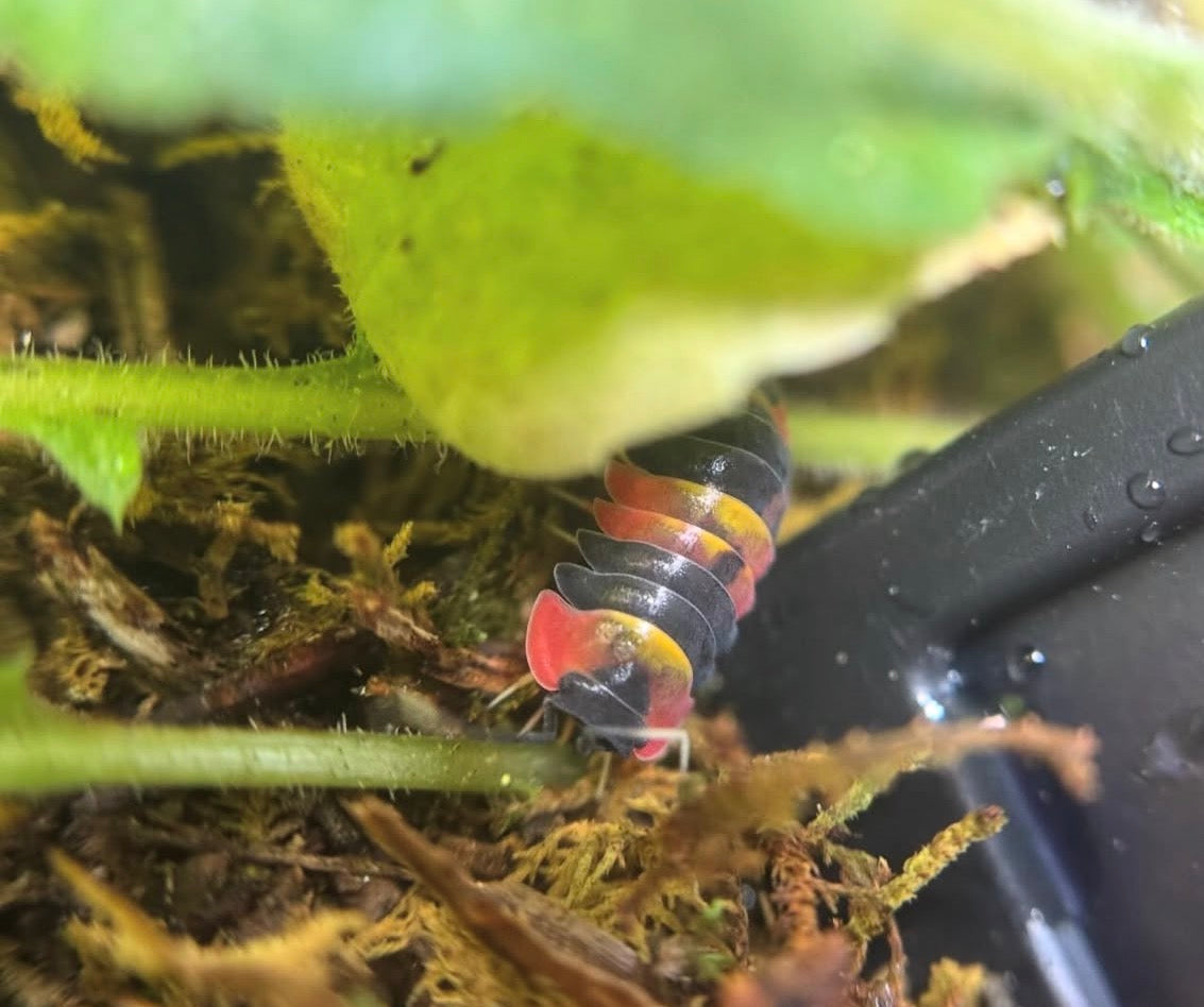 Ardentiella Blister