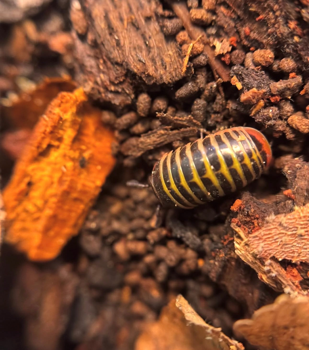 Rhopalomeris Carnifex