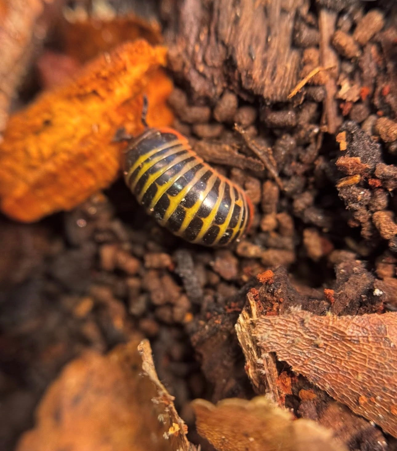 Rhopalomeris Carnifex