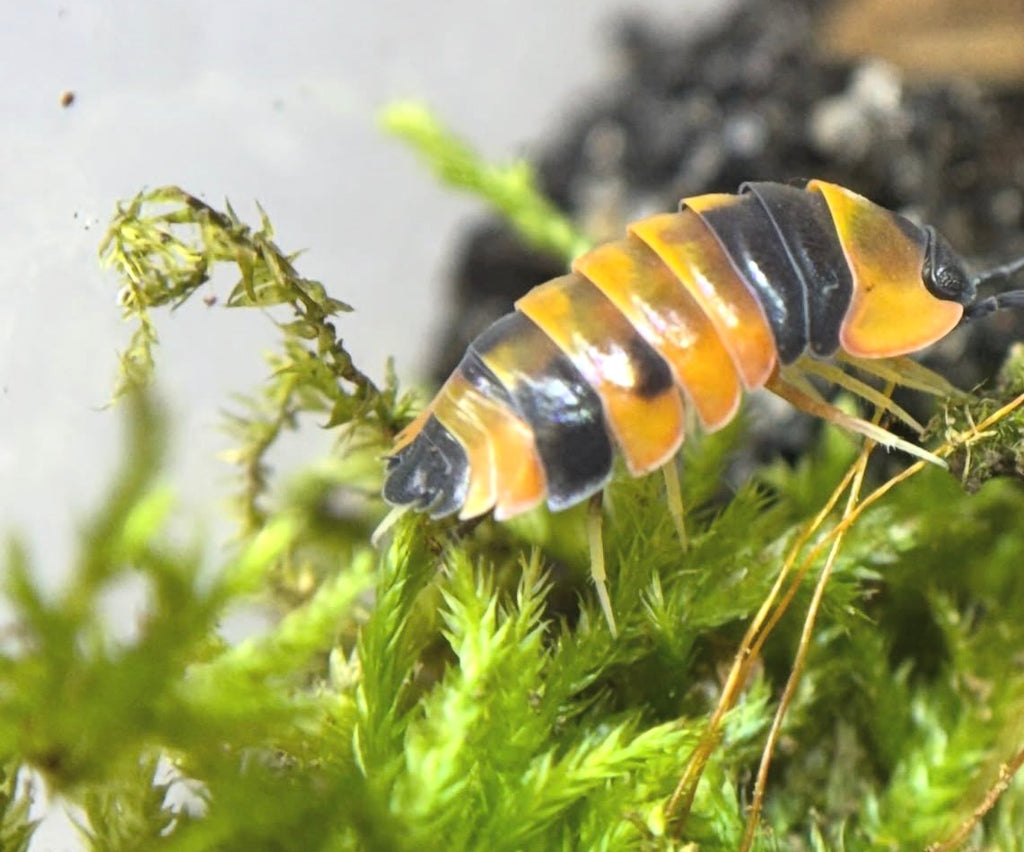 Ardentiella Phoenix
