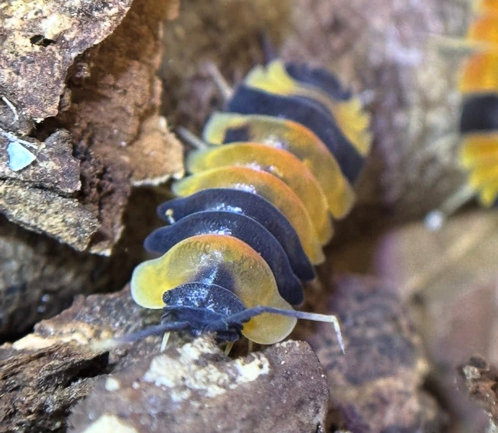 Ardentiella Phoenix