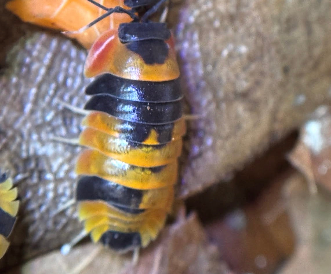 Ardentiella Phoenix