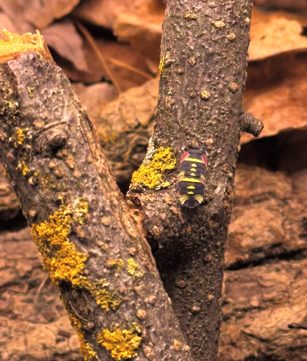 Ardentiella Yellow Arrow