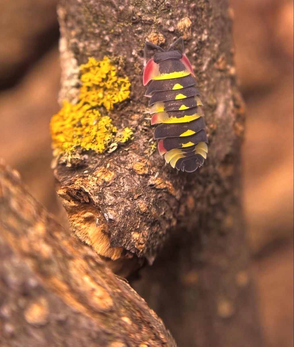 Ardentiella Yellow Arrow