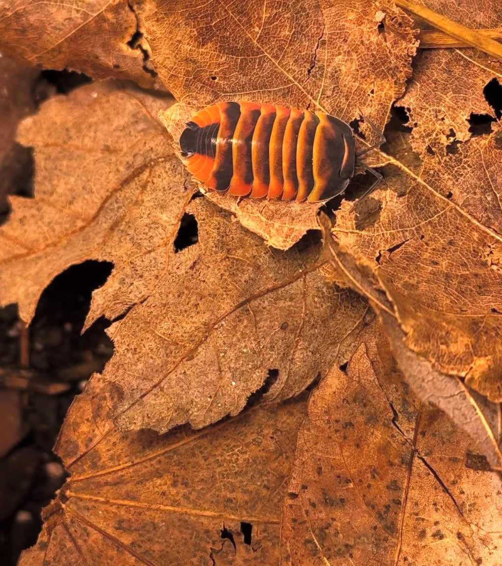 Ardentiella ember bee