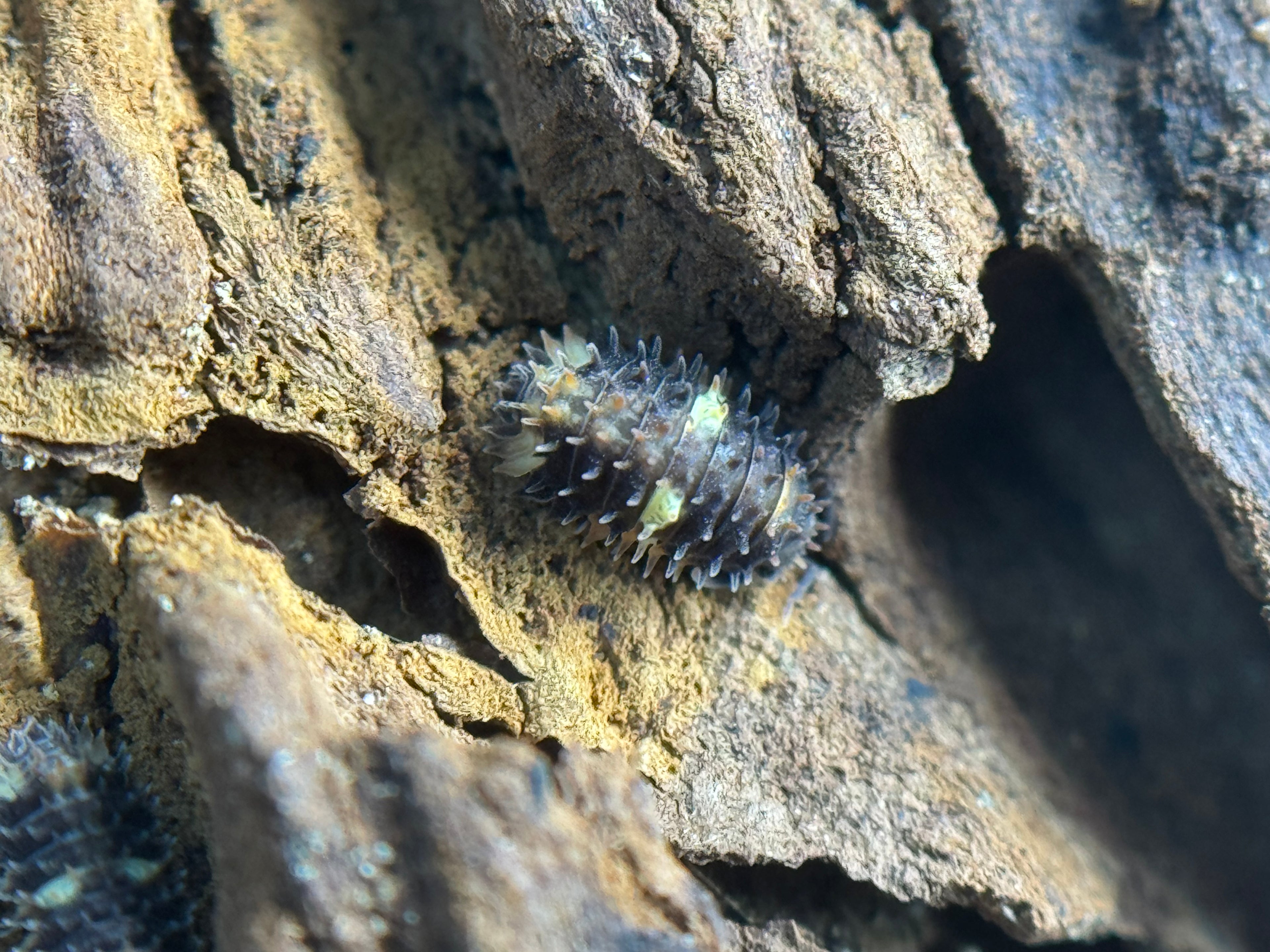 Armadillidae Devil Mask