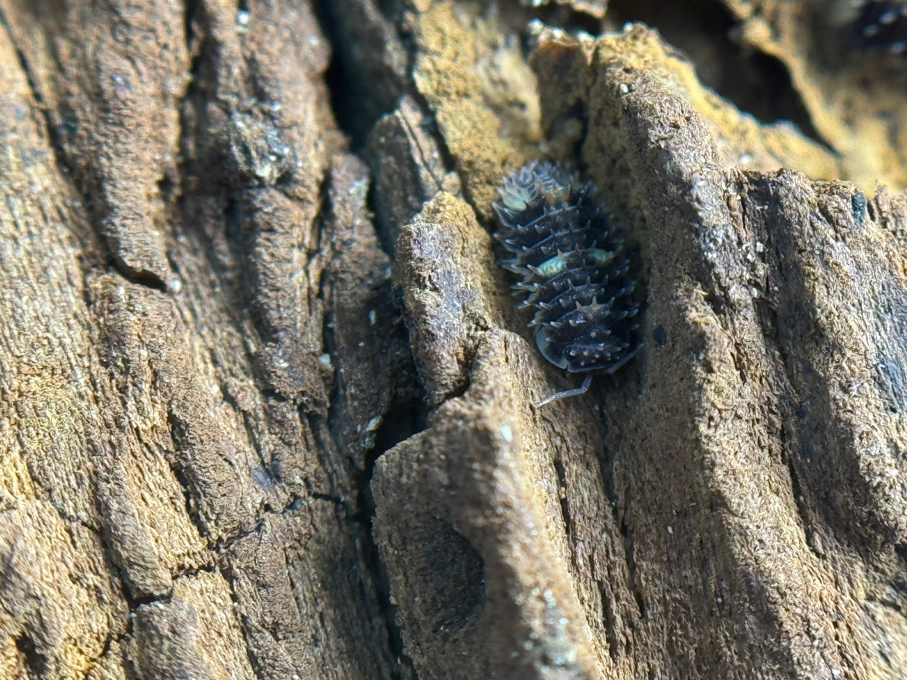 Armadillidae Devil Mask