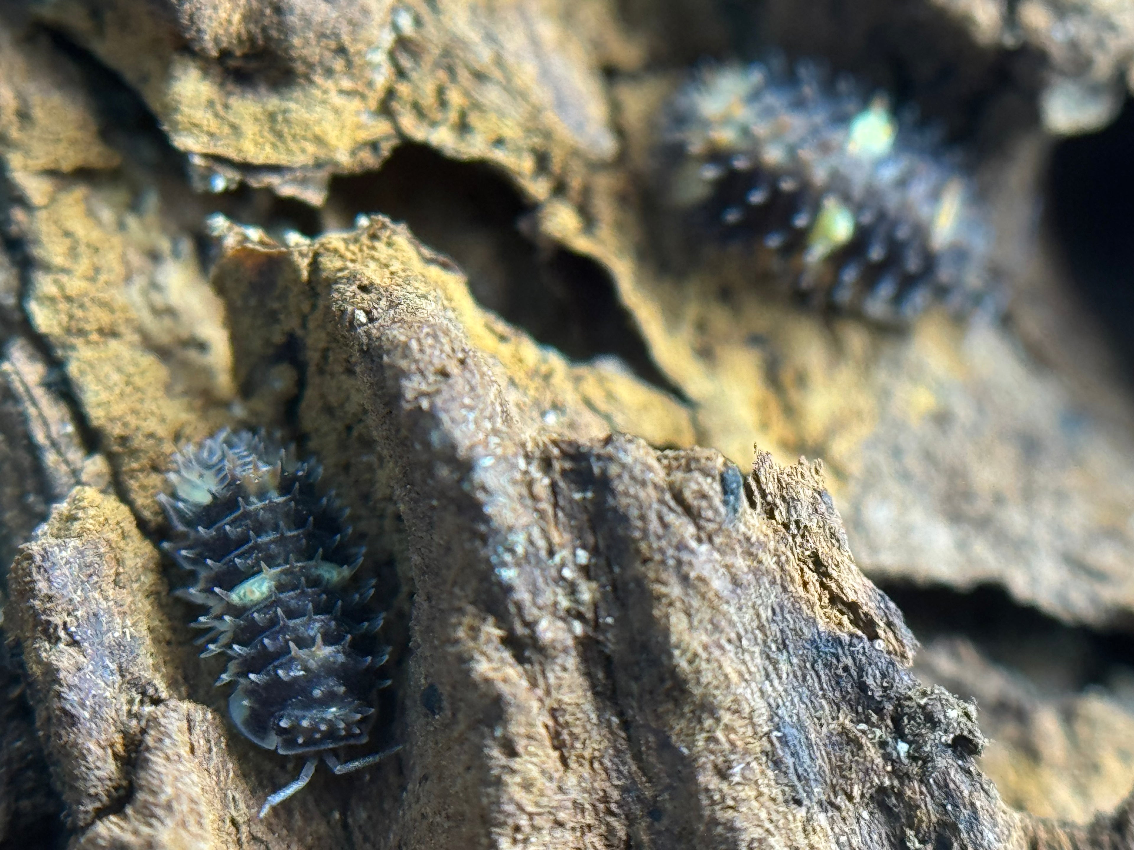Armadillidae Devil Mask
