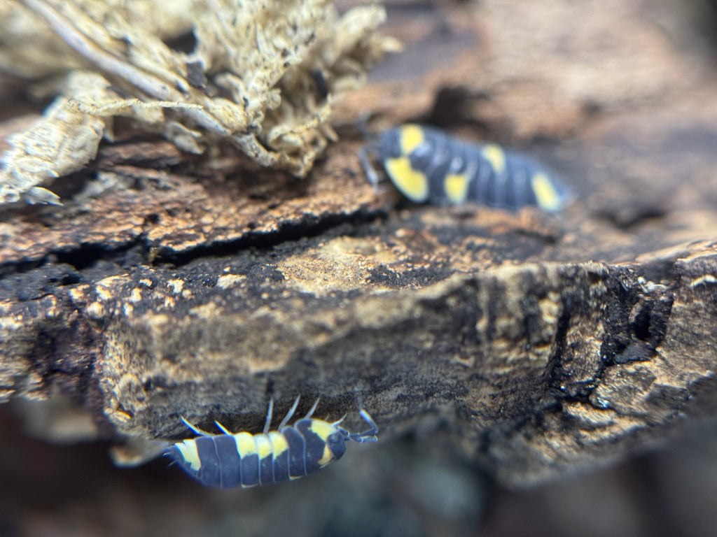 Ardentiella Caerulea
