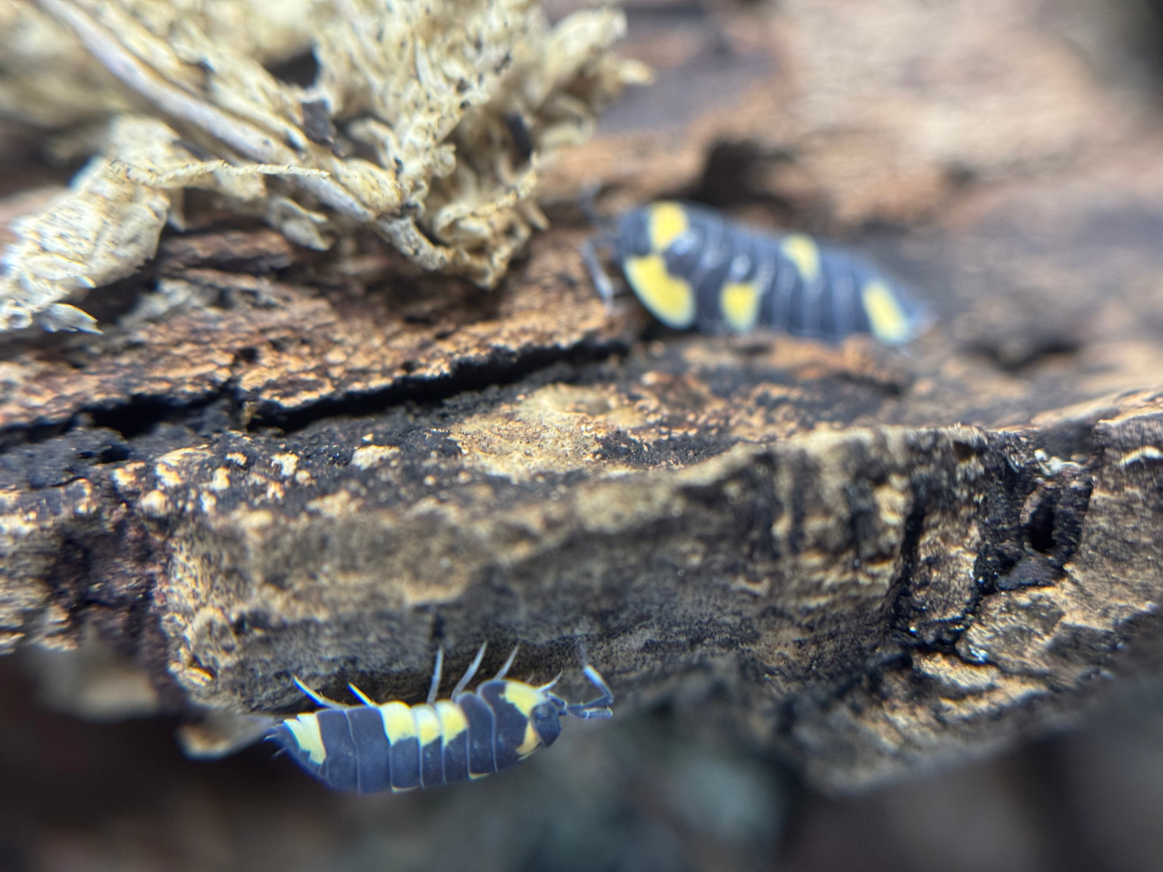 Ardentiella Caerulea