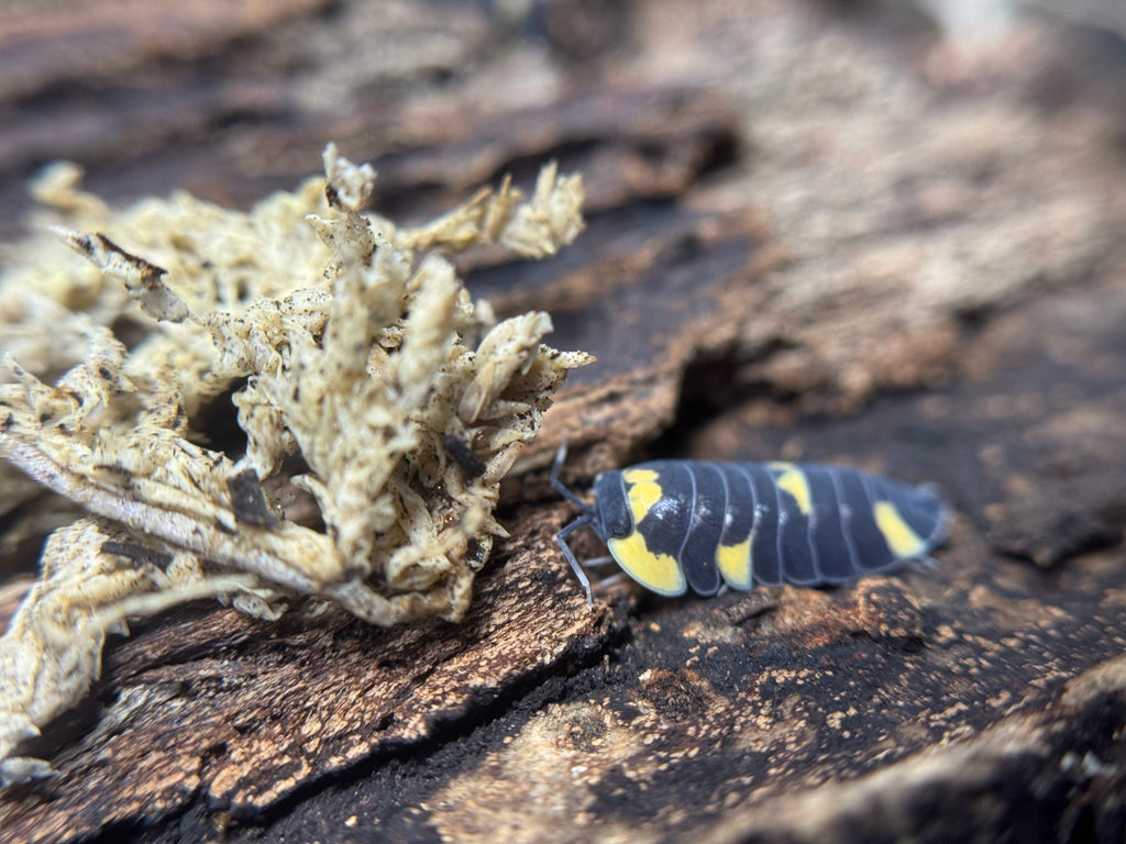 Ardentiella Caerulea