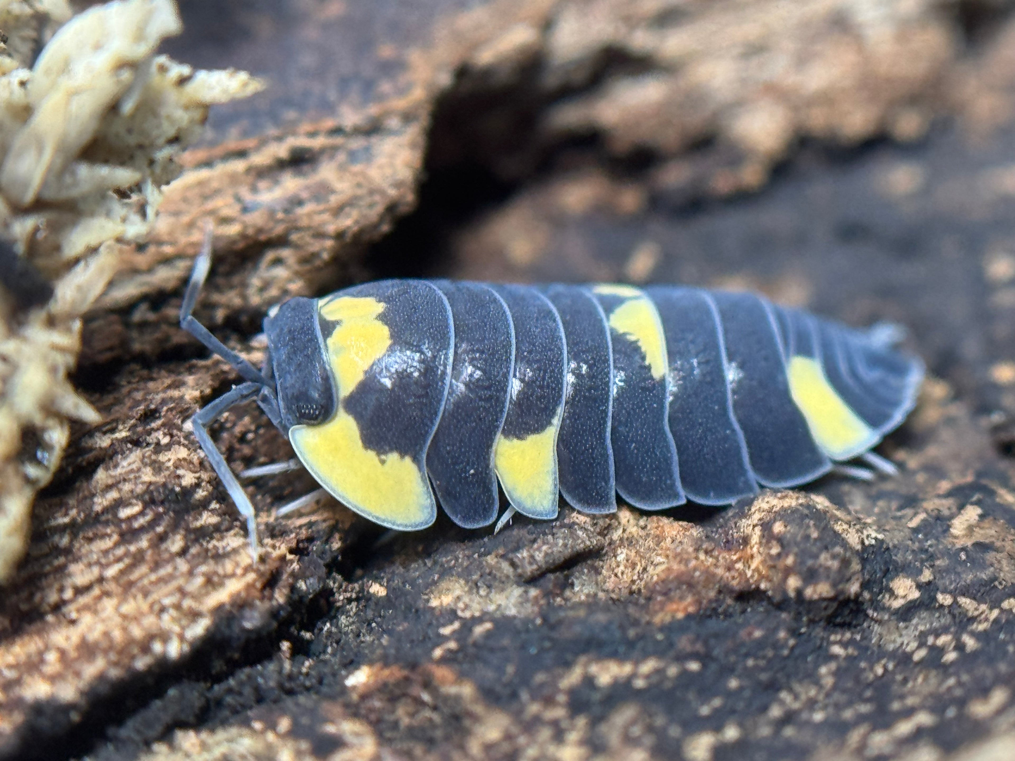 Ardentiella Caerulea
