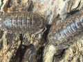 Filipinodillo Camouflage