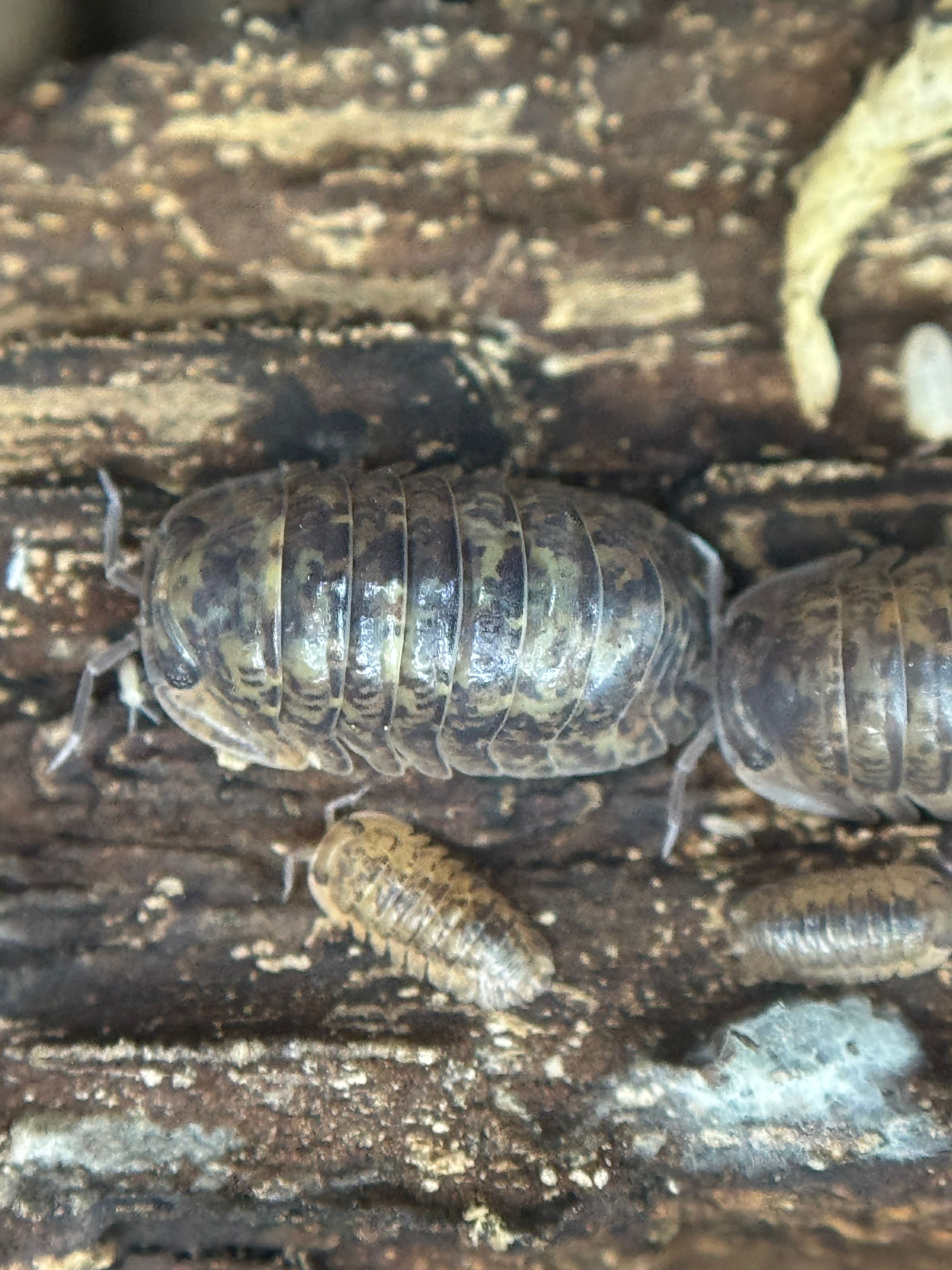 Filipinodillo Camouflage