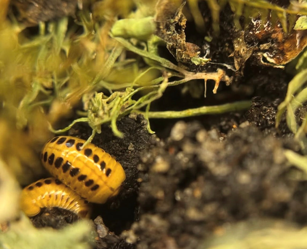 Hyleoglomeris nigromaculata