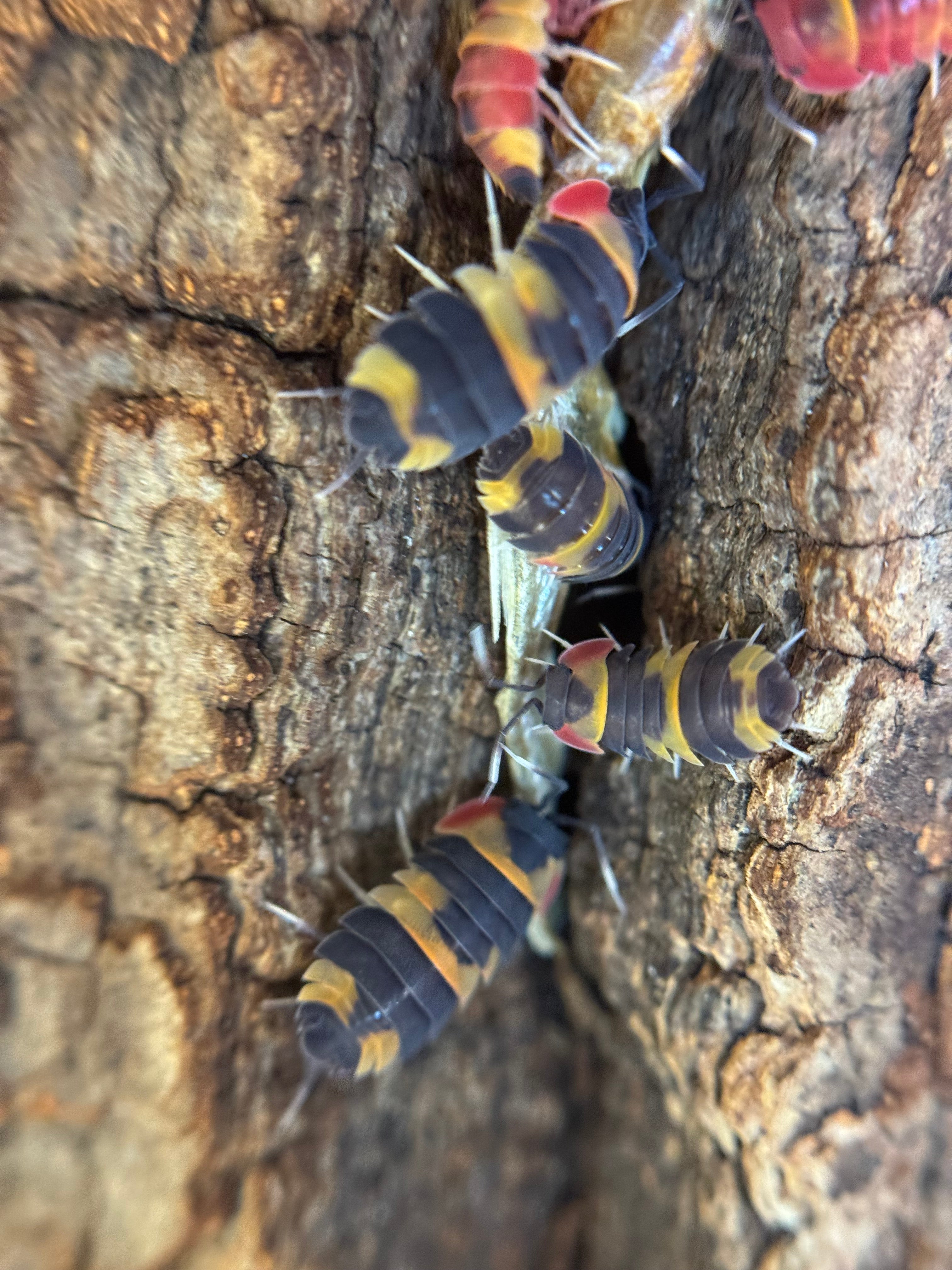 Ardentiella tricolor