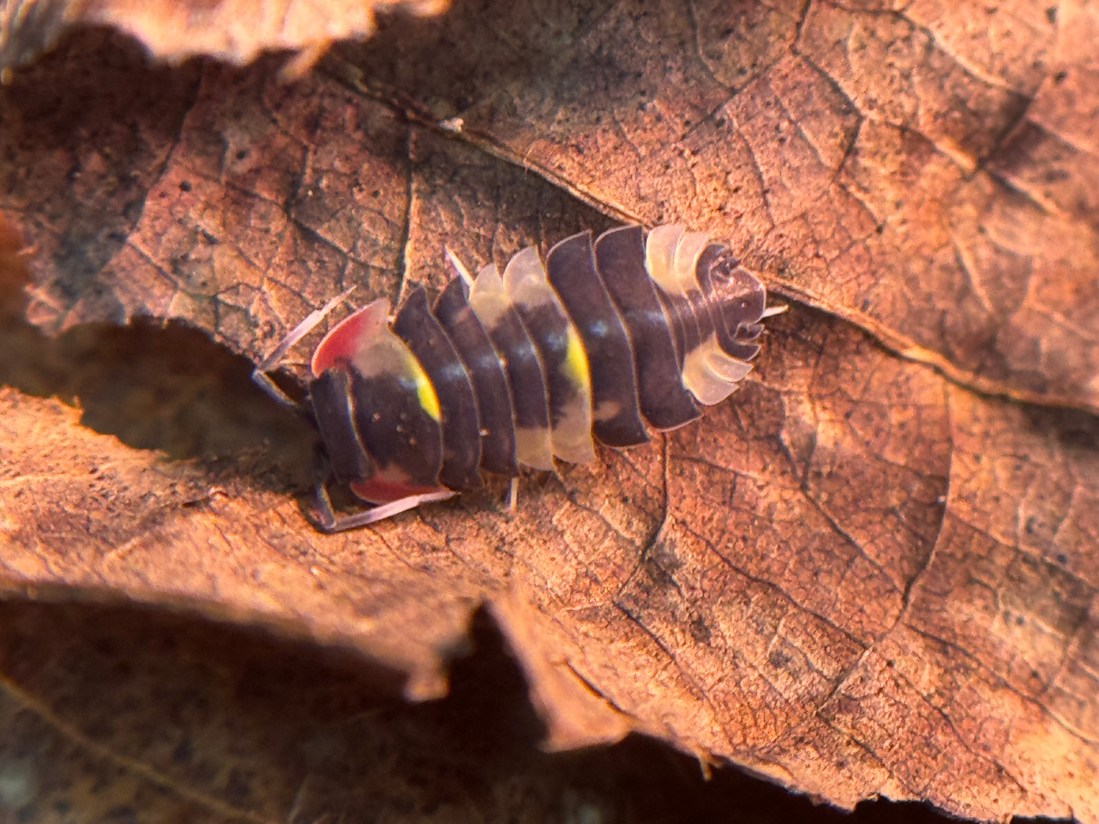 Ardentiella quadcolor
