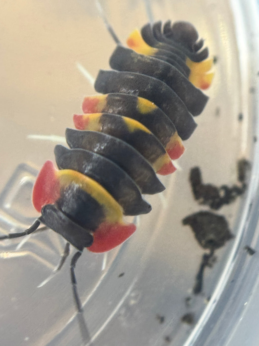 Ardentiella tricolor