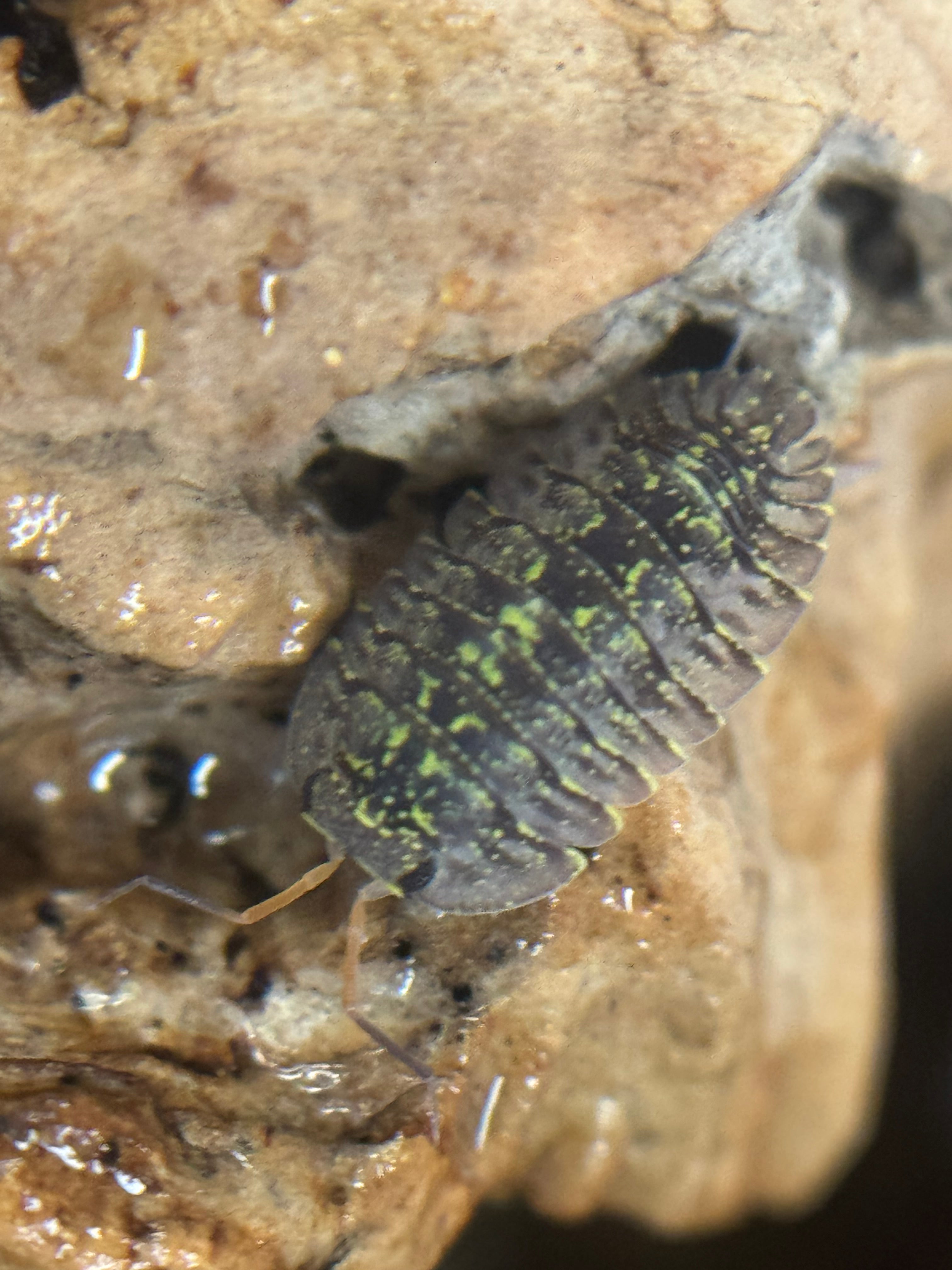Troglodillo greenspot