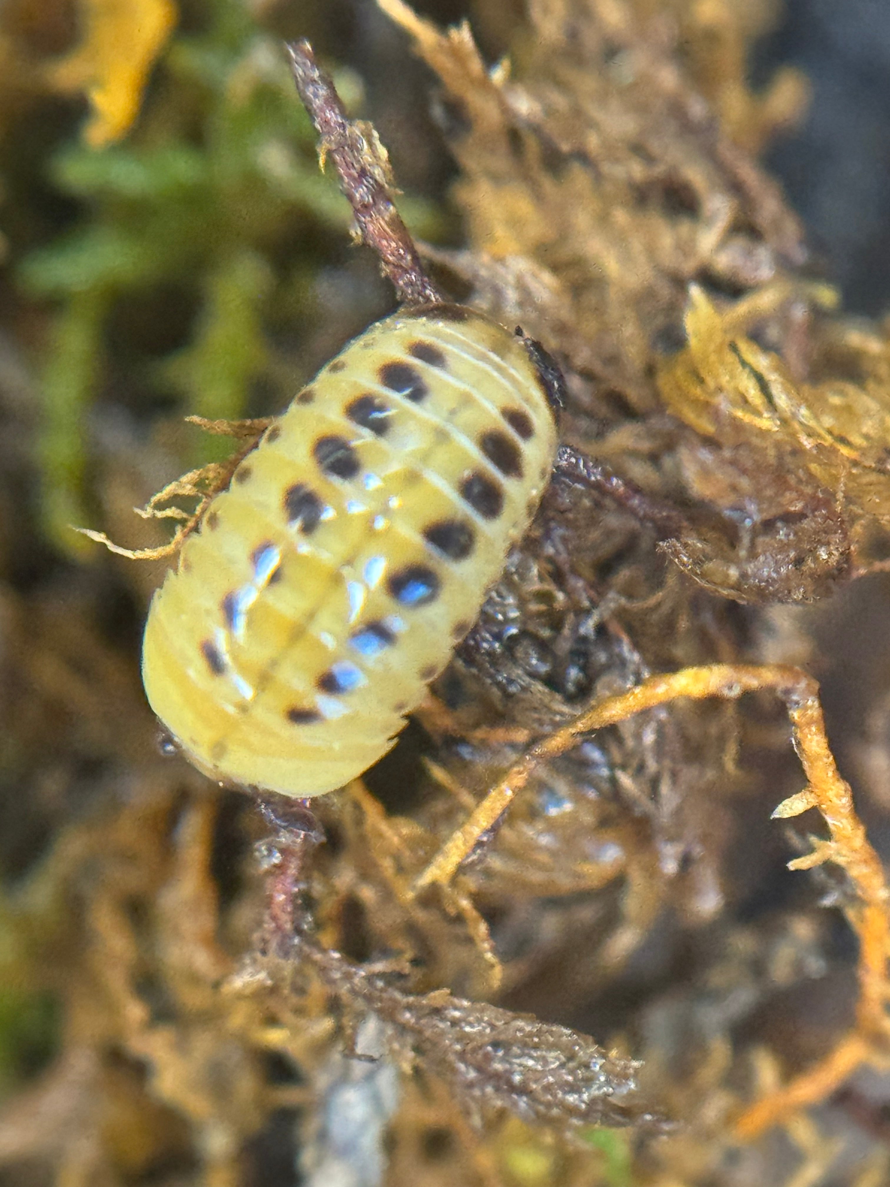 Hyleoglomeris nigromaculata