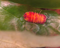 Ardentiella scarlet