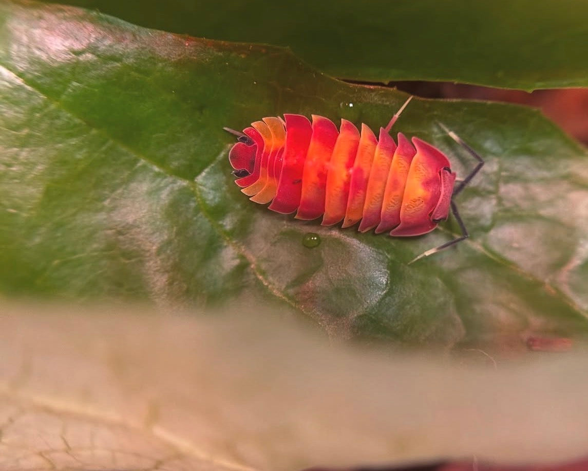 Ardentiella scarlet