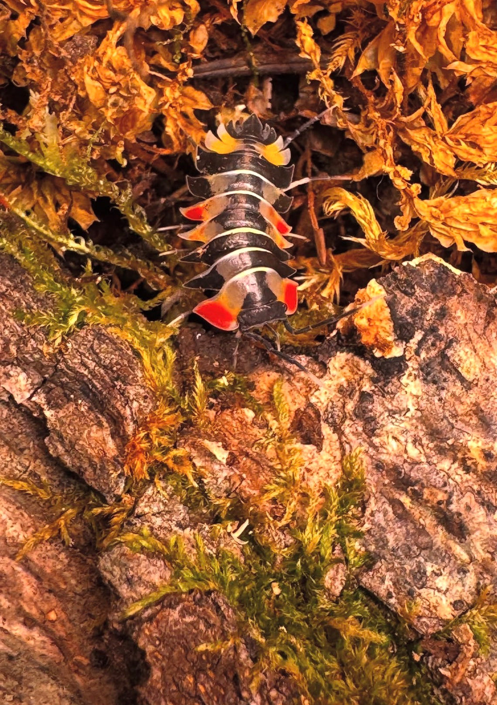Ardentiella Pastel