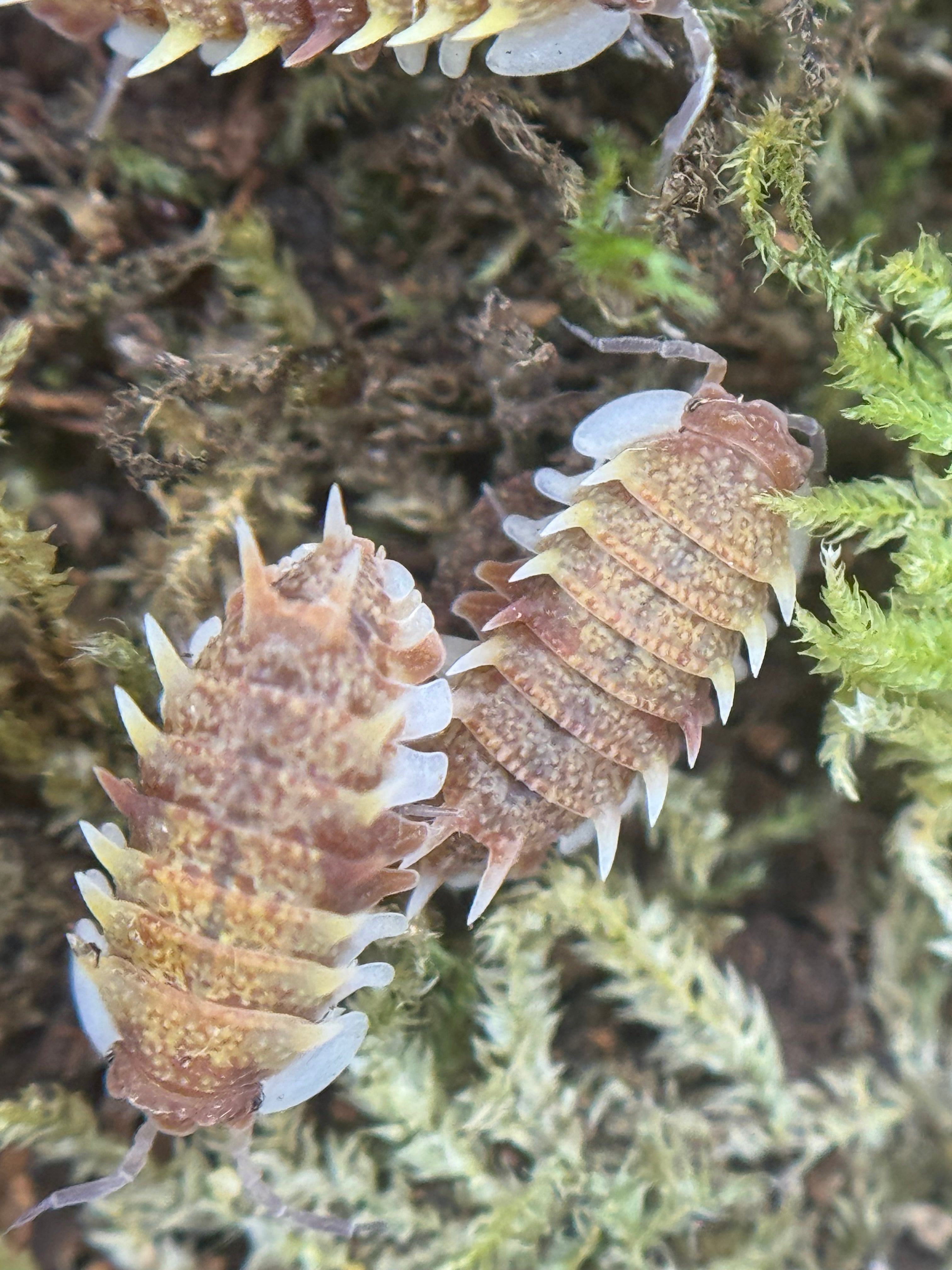 Pseudarmadillo gillianus