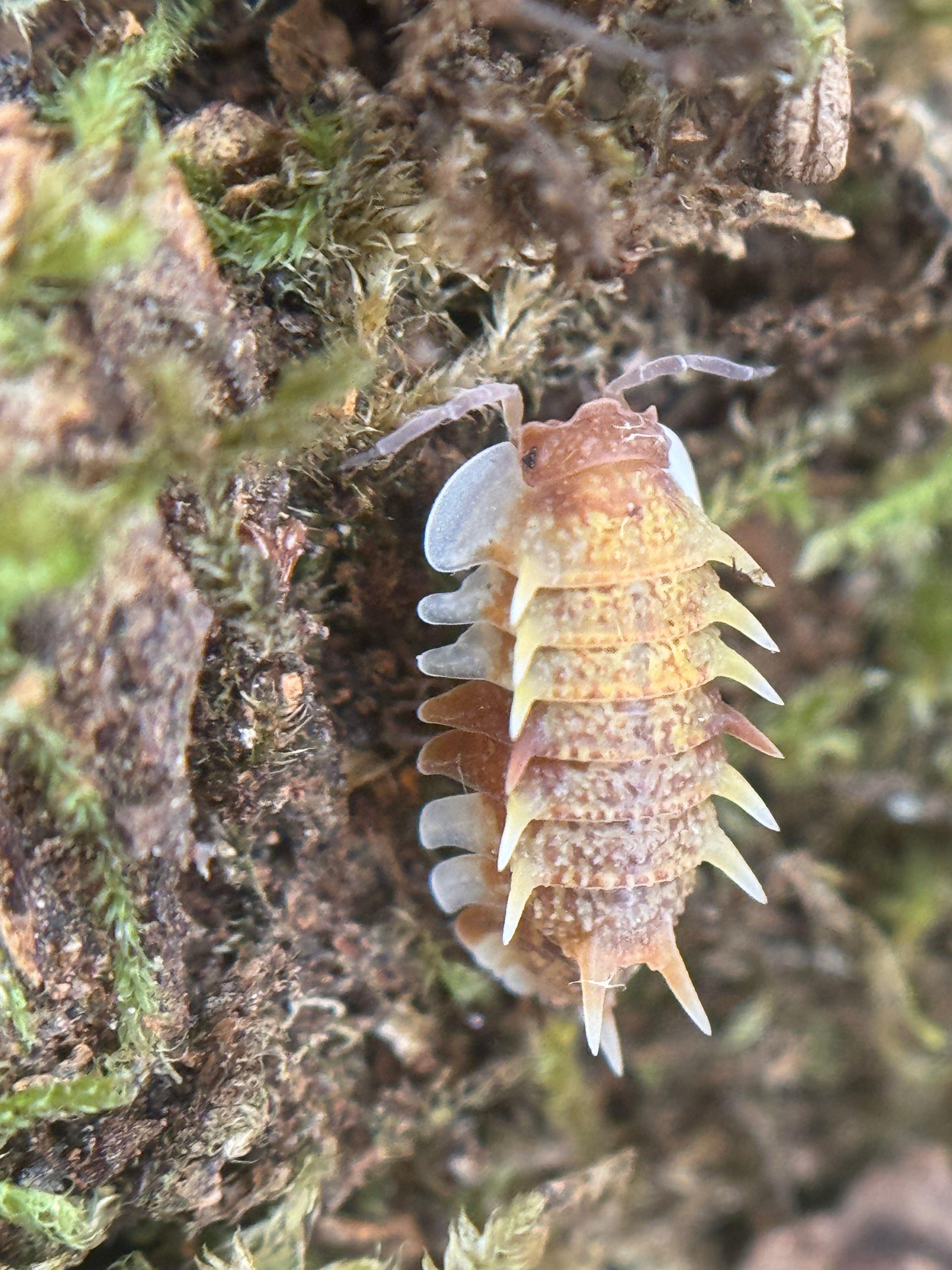 Pseudarmadillo gillianus