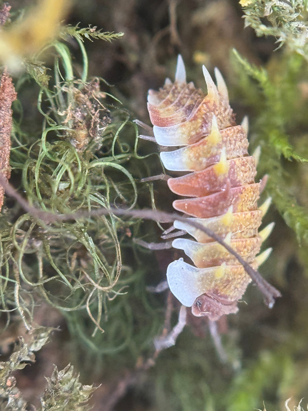 Pseudarmadillo gillianus