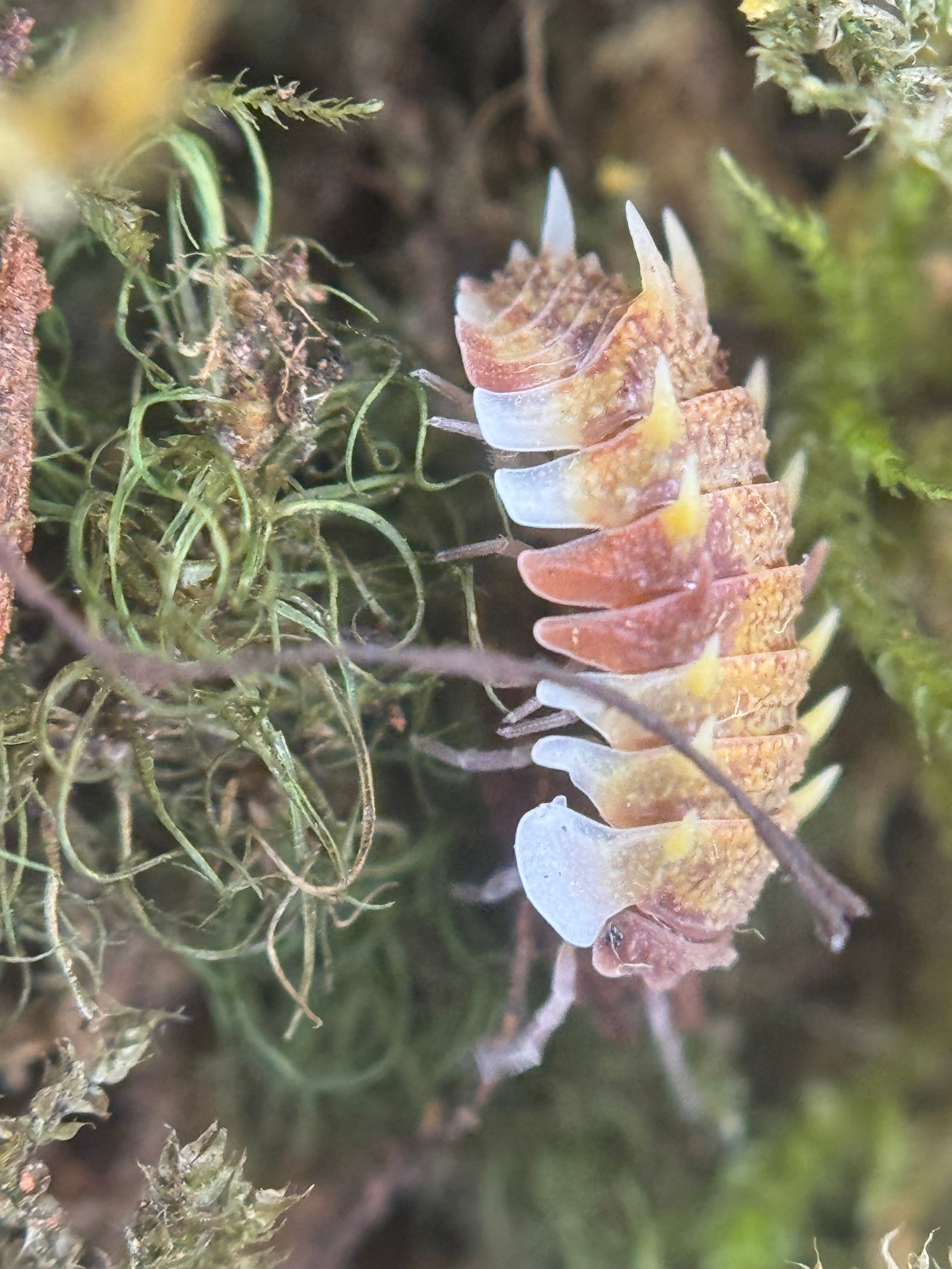 Pseudarmadillo gillianus