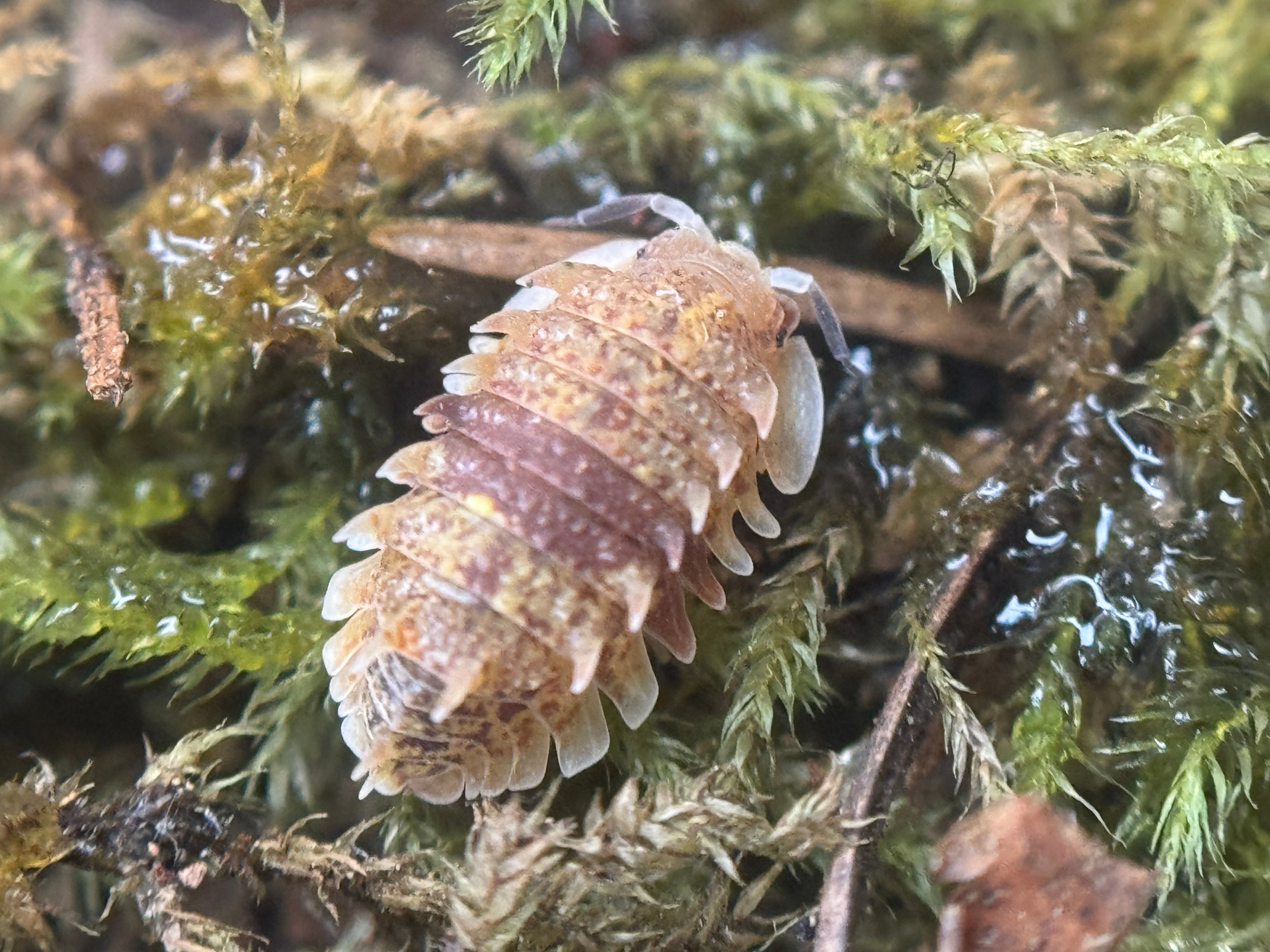 Pseudarmadillo spinosus