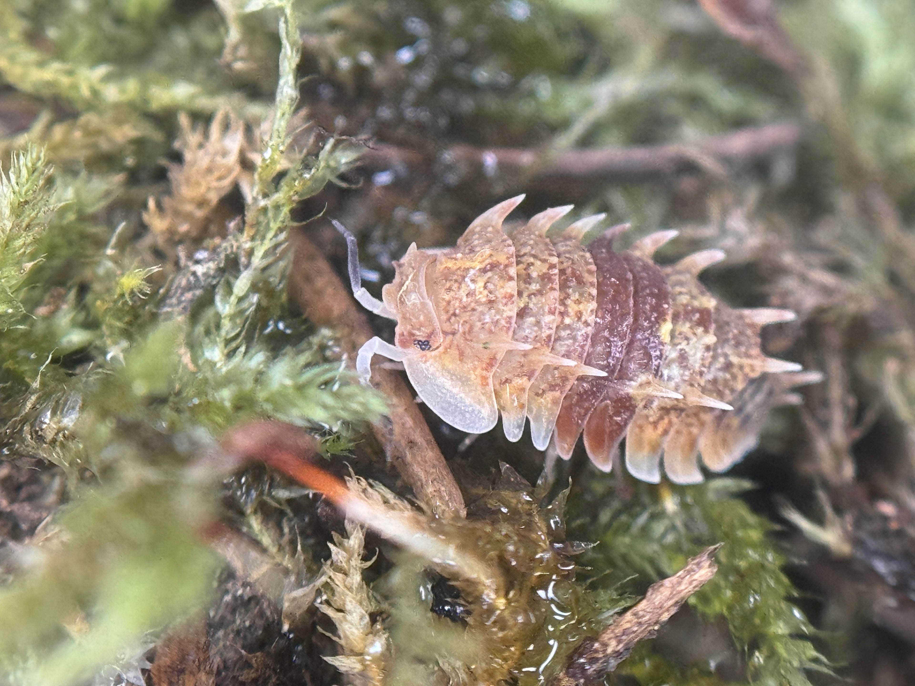 Pseudarmadillo spinosus